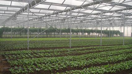 蔬菜种苗厂家,蔬菜种苗品种,蔬菜种苗销售 寿光大地温室