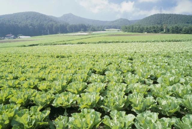 贵阳两地入选全省十大蔬菜生产基地县